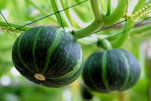 最近文安吃瓜,揭秘近期热门事件背后的真相与笑料