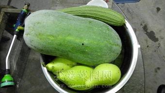 吃瓜网今日吃瓜热门,揭秘娱乐圈最新八卦风云