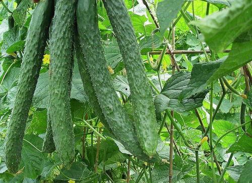 天天吃瓜天天不同款,天天吃瓜，天天不同款