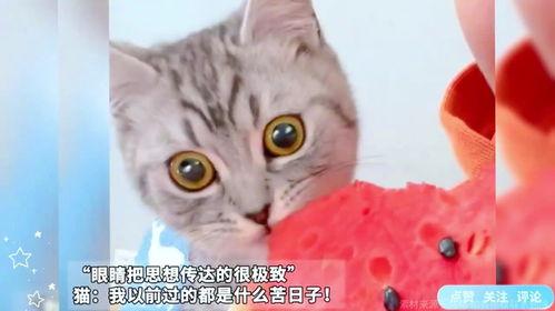 吃瓜猫猫图,揭秘吃瓜猫猫图背后的趣味故事