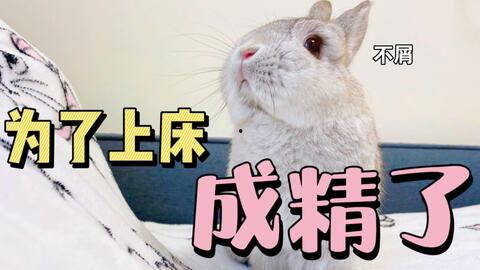 兔子可以吃密瓜吗,揭秘兔子饮食之谜