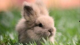 兔子可以吃密瓜吗,揭秘兔子饮食之谜