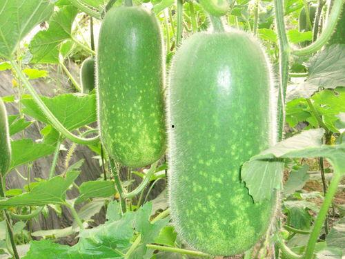 乌迳吃瓜,揭秘当地特色美食背后的故事