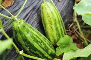 慈溪阮欣吃瓜,揭秘网红吃瓜背后的故事