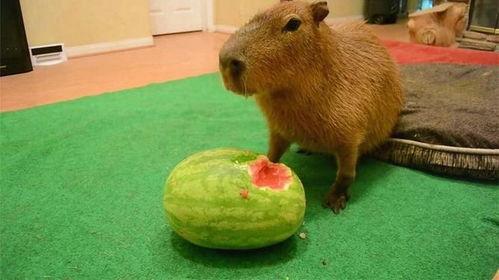 大水豚吃瓜的视频,萌态十足引网友热议