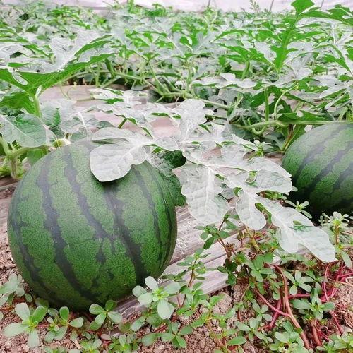 乐乐吃瓜头像,揭秘乐乐吃瓜头像的爆红之谜