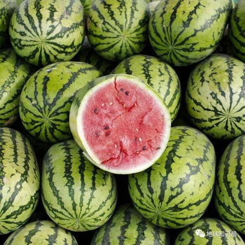 乐乐吃瓜头像,揭秘乐乐吃瓜头像的爆红之谜