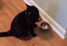 小猫陪人吃瓜,喵星人陪你共享瓜香时光