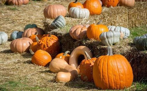 花枪吃瓜,揭秘娱乐圈的甜蜜与苦涩