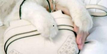 手臂吃瓜,夏日消暑新潮流