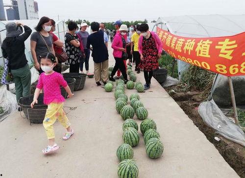 吃瓜群众16,一场全民参与的娱乐盛宴