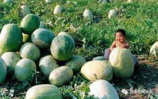 山东静静吃瓜视频,揭秘网络热点的背后故事