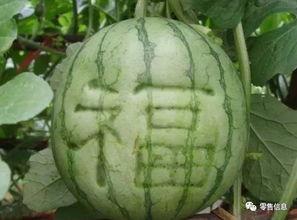 吃花不吃瓜,探寻独特的花食文化