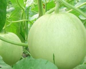 孕妇可以吃树瓜吗