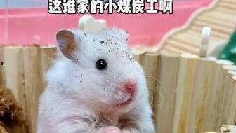 小老鼠吃瓜了,小老鼠的夏日瓜果盛宴