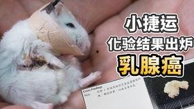 乳腺癌吃哈密瓜,哈密瓜助力乳腺癌患者健康饮食