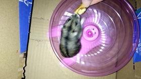 吃瓜米老鼠,揭秘娱乐圈的“瓜田”趣事