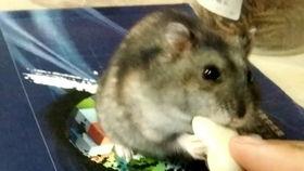 吃瓜米老鼠,揭秘娱乐圈的“瓜田”趣事