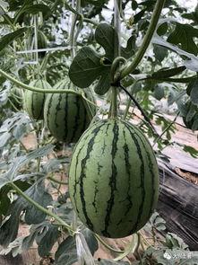 网红宾馆吃瓜,揭秘幕后真相与网络热议