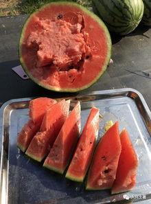 网红宾馆吃瓜,揭秘幕后真相与网络热议