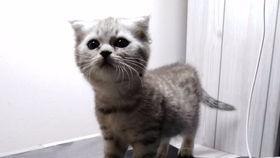 吃瓜的喵姐,揭秘娱乐圈那些不为人知的幕后故事