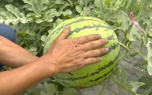 吴江大厦吃瓜,揭秘背后真相与网络舆论风暴