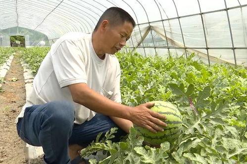 吴江大厦吃瓜,揭秘背后真相与网络舆论风暴