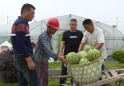 吴江大厦吃瓜,揭秘背后真相与网络舆论风暴