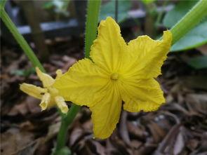 爬藤吃瓜,揭秘网络时代的社交新风尚