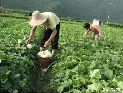 爬藤吃瓜,揭秘网络时代的社交新风尚