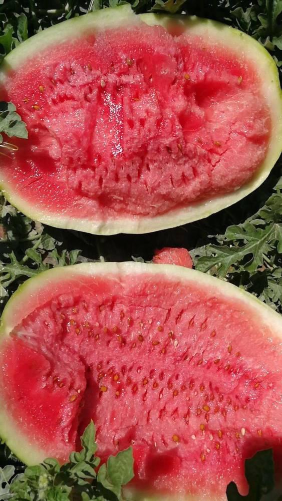 吐鲁番最新吃瓜事件,最新吃瓜事件揭秘