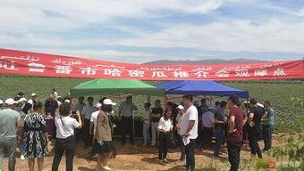 吐鲁番最新吃瓜事件,最新吃瓜事件揭秘