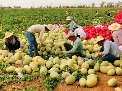 新疆吃的瓜客,品尝西域甜蜜之旅