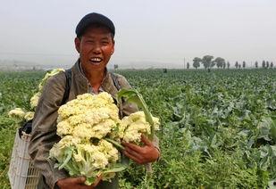 赤城县吃瓜,瓜果飘香，品味田园生活新篇章