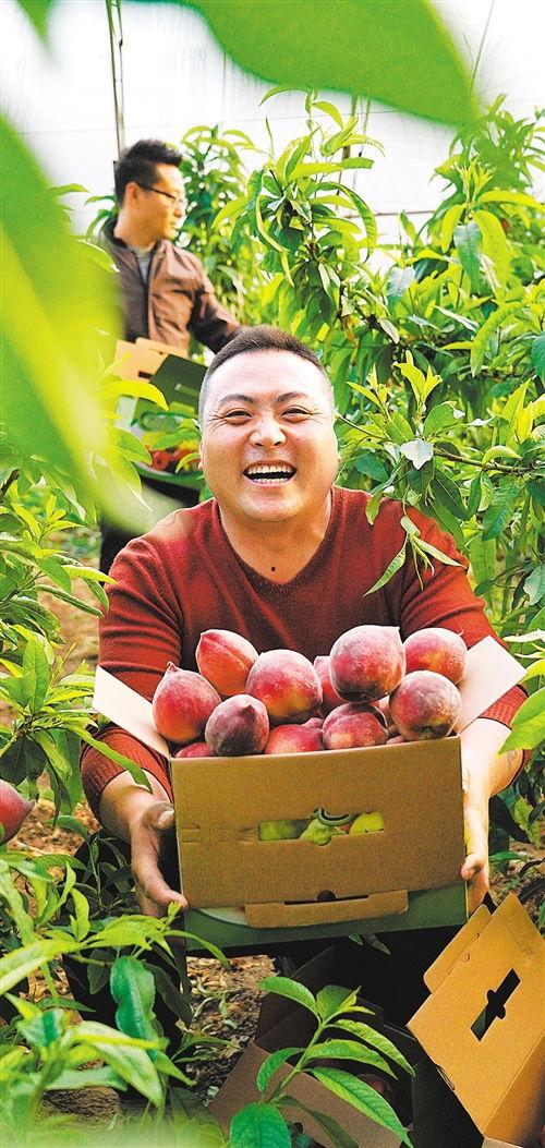 赤城县吃瓜,瓜果飘香，品味田园生活新篇章