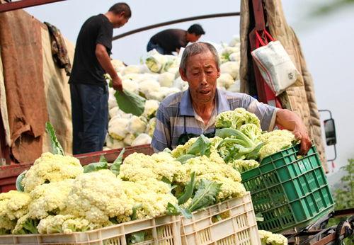 赤城县吃瓜,瓜果飘香，品味田园生活新篇章
