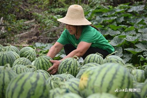 滕州鲁化吃瓜,揭秘吃瓜群众的狂欢盛宴