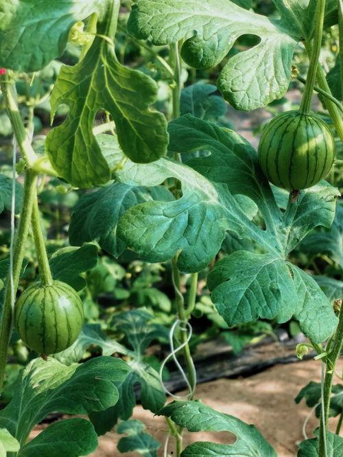 滕州鲁化吃瓜,揭秘吃瓜群众的狂欢盛宴